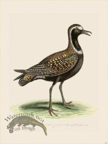 Edwards 140 Spotted Plover